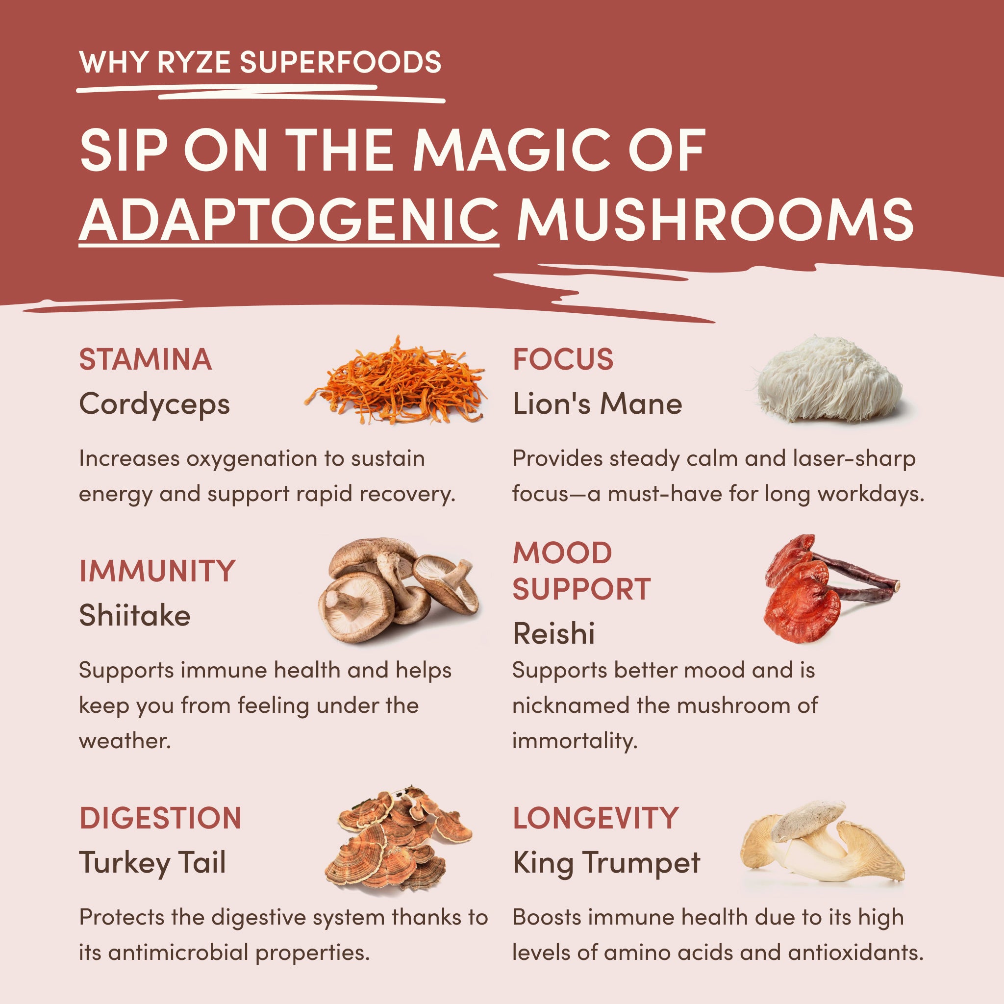 Mushroom Chicory (30 Servings)